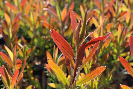 Leucadendron 'Silvan Red' 8" Pot