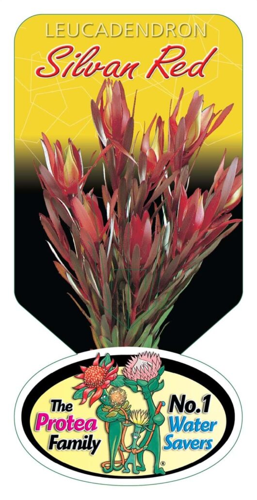 Leucadendron 'Silvan Red' 8" Pot
