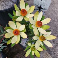 Leucadendron salignum Summer Sun Coneflower cream lime flowers with thick orange centres