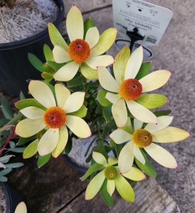 Leucadendron salignum Summer Sun Coneflower cream lime flowers with thick orange centres