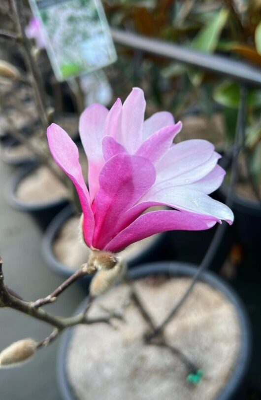 Leonard Messel Magnolia x loebneri pink open star shaped magnolia pale pink white