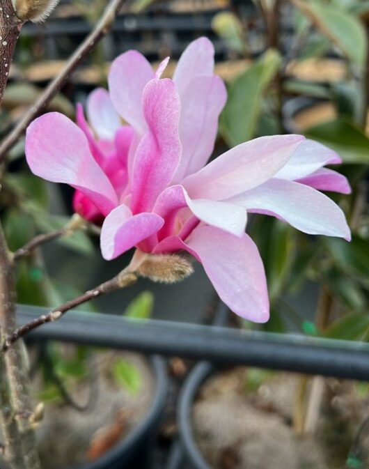 Magnolia x loebneri Leonard Messel magnolia open flower pink and creamy white
