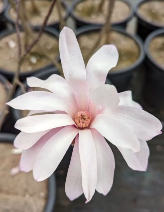 Magnolia 'Leonard Messel' pale pink creamy white flower