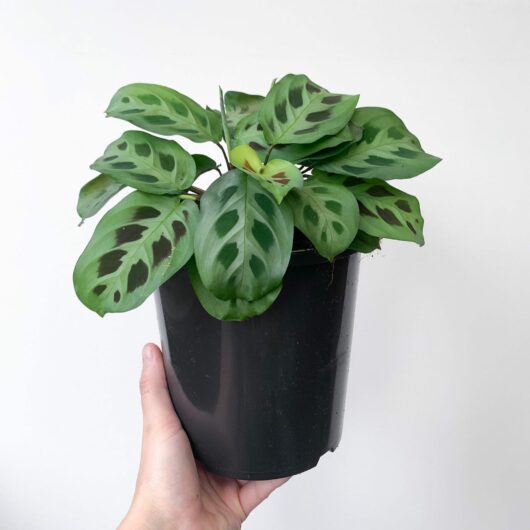 Maranta 'Green Prayer Plant' 5" Pot