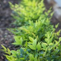 Nandina 'Lemon Lime'