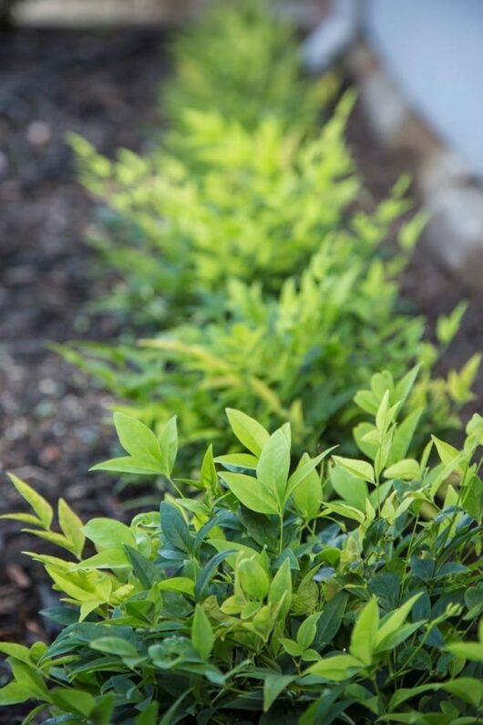 Nandina 'Lemon Lime'