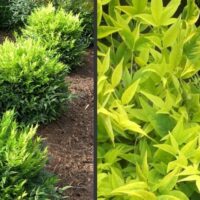 Nandina 'Lemon Lime'