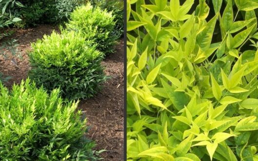 Nandina 'Lemon Lime'