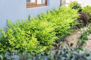 Nandina Lemon and Lime with no red foliage for a modern look