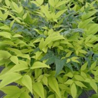 Nandina Lemon and Lime foliage close up