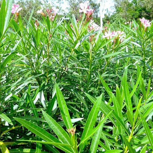 Nerium Oleander 'Isabella' 7" Pot