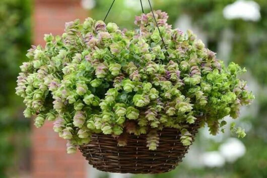 Oregano 'Kirigami' 6" Pot