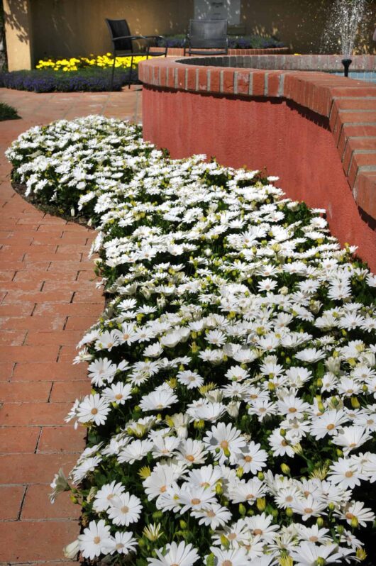 Osteospermum 'White and Yellow' African Daisy 6" Pot
