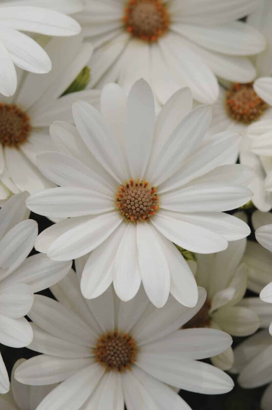 Osteospermum 'White and Yellow' African Daisy 6" Pot