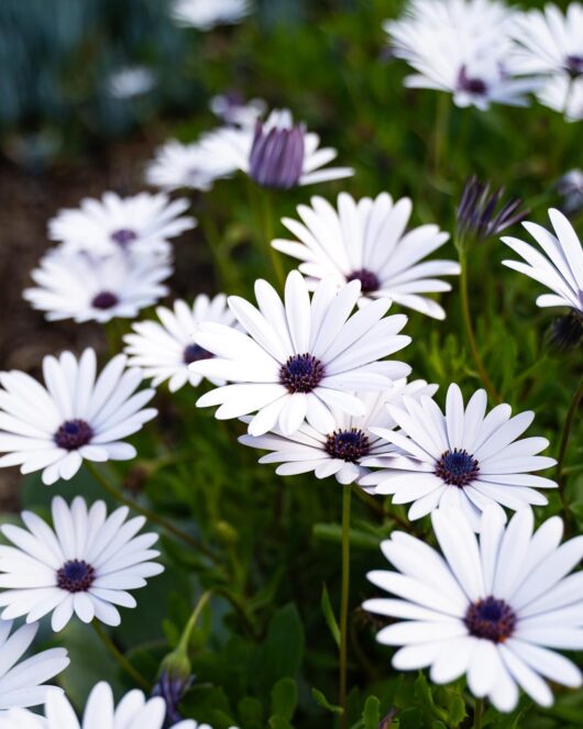 Osteospermum ecklonis Serenity White African Daisy flowers creamy white purple centres masses of cottage flowers garden bed