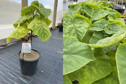 Paulownia 'Empress Tree' 10" Pot