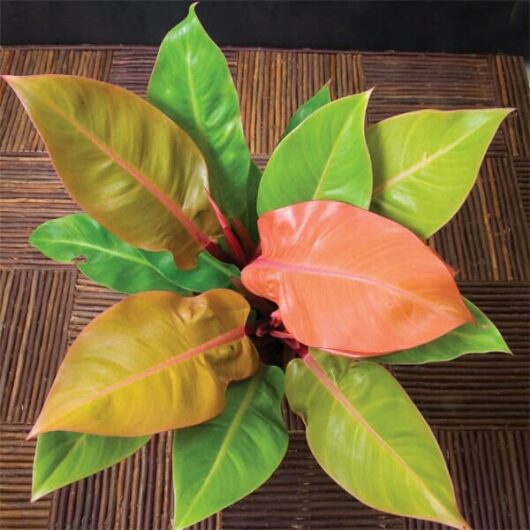 A Philodendron 'Prince of Orange' 7" Pot, featuring glossy leaves in green, orange, and red hues, sits beautifully on a wooden surface.