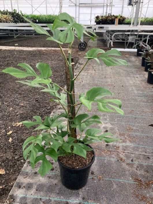 Philodendron minima 20cm pot