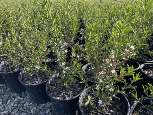 Philotheca 'Winter Rouge' Waxflower 8" Pot