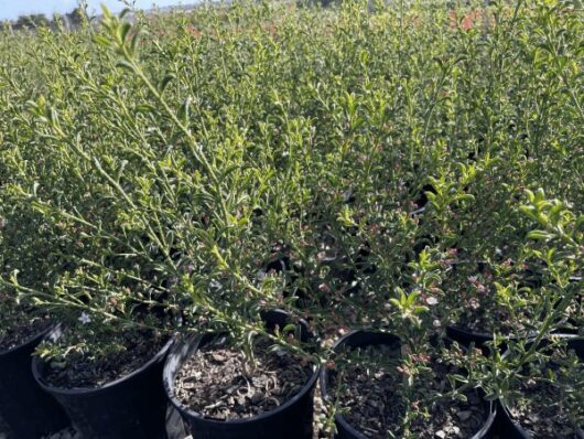 Philotheca 'Flower Girl' Waxflower 8" Pot