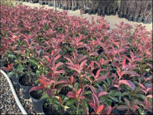 Photinia 'Red Devil' 8" Pot