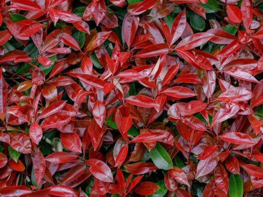 Photinia 'Red Devil' 8" Pot