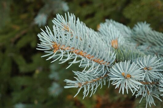 Picea 'Blue Spruce'
