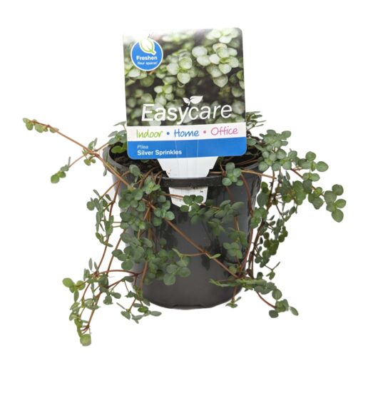 Pilea 'Silver Sprinkles' 5" Pot