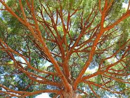 Admire the towering Picea 'Stone Pine' from below, showcasing its expansive canopy and numerous branches against a vibrant blue sky.