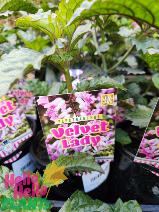 A group of Plectranthus 'Velvet Lady™' 6" Pot plants with labels on them.