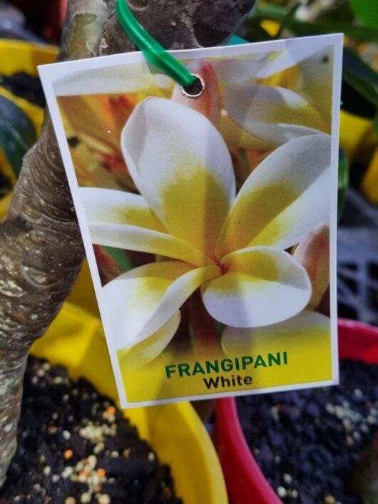 Plumeria 'Common White' Frangipani 12" Pot