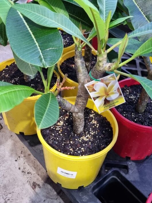 Plumeria 'Common White' Frangipani 12" Pot