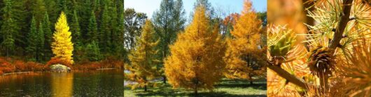 Pseudolarix ‘Golden Larch’