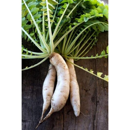 Radish 'Daikon' 4" Pot