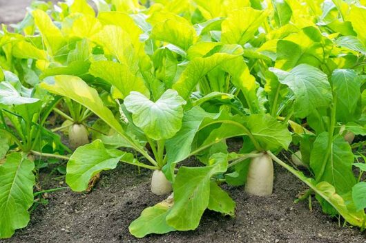 Radish 'Daikon' 4" Pot