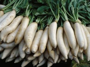 Fresh Radish 'Daikon' from a 4" pot, with vibrant green leaves and crisp texture, is closely laid out.