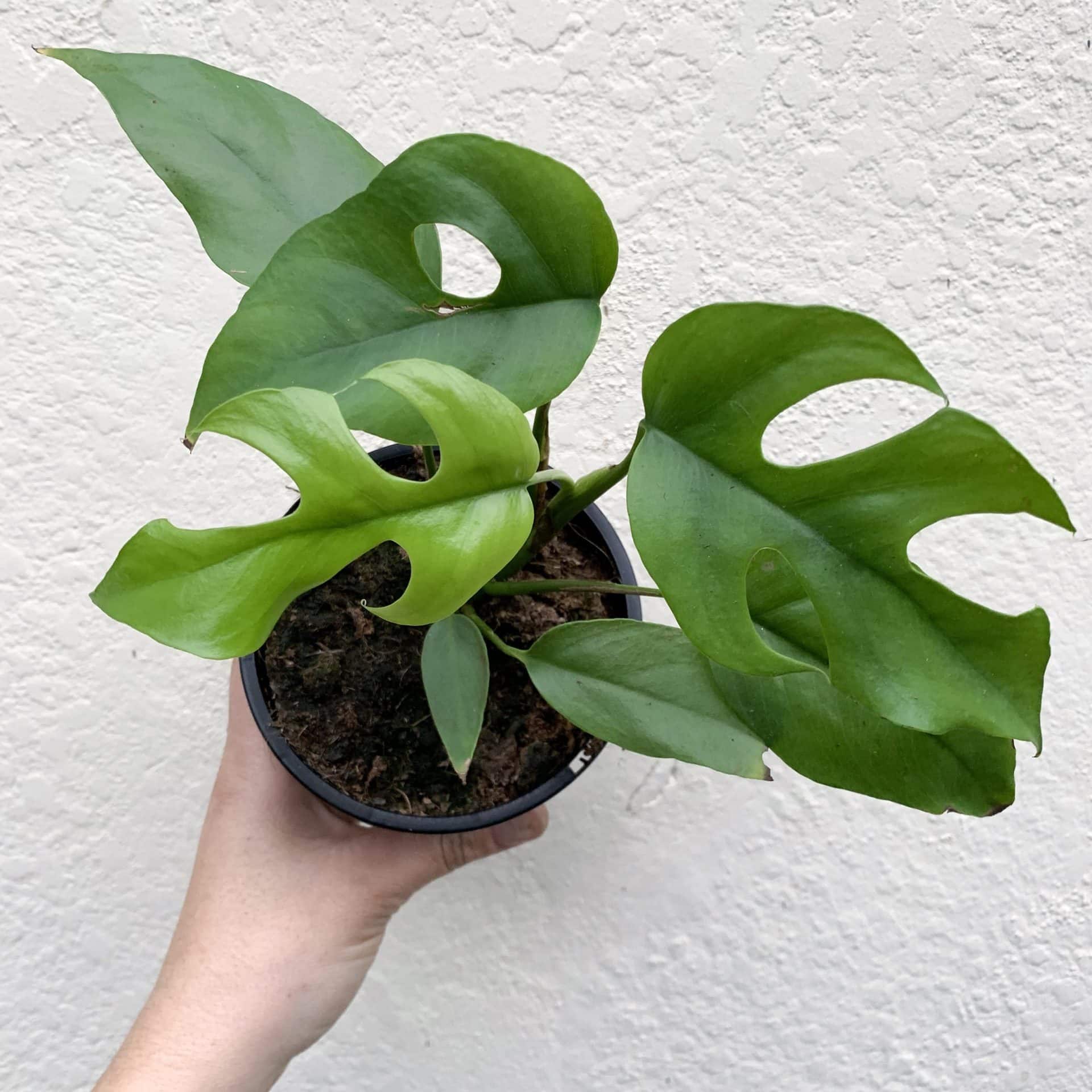 monstera rhaphidophora tetrasperma climbers thetutuguru