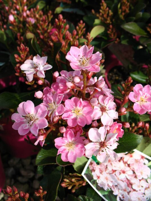 Rhaphiolepis 'Oriental Pink™' Indian Hawthorn
