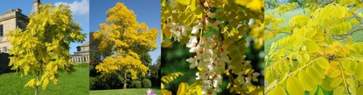 Robinia ‘Frisia’ Golden Robinia