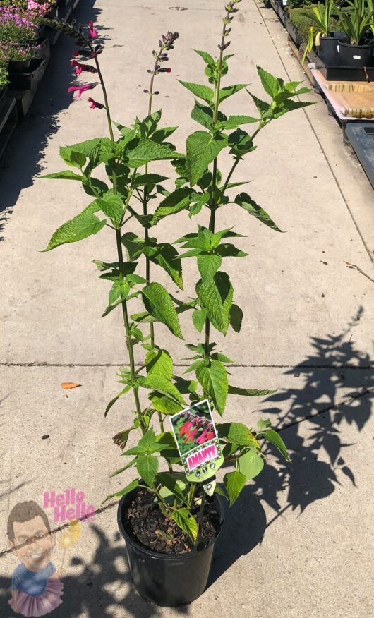 Salvia 'Amante' PBR 8" Pot
