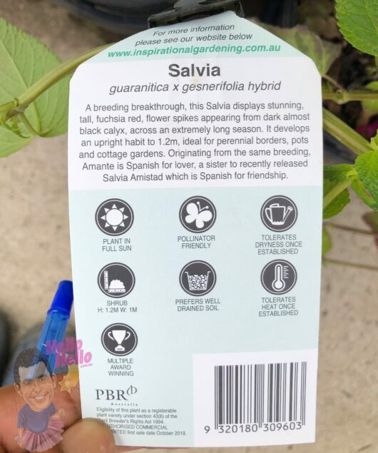 Salvia 'Amante' PBR 8" Pot