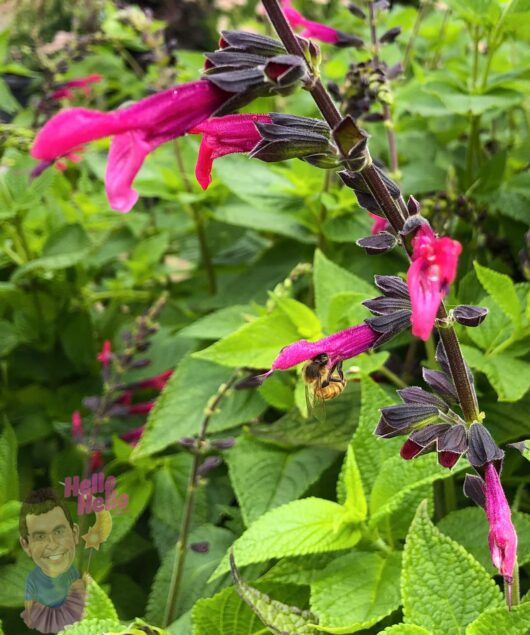 Salvia 'Amante' PBR 8" Pot
