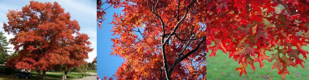 Scarlet Oak - Quercus coccinea 