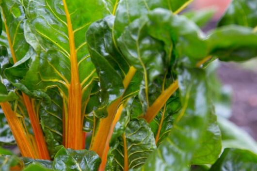 Silverbeet 'Golden Chard' 4" Pot