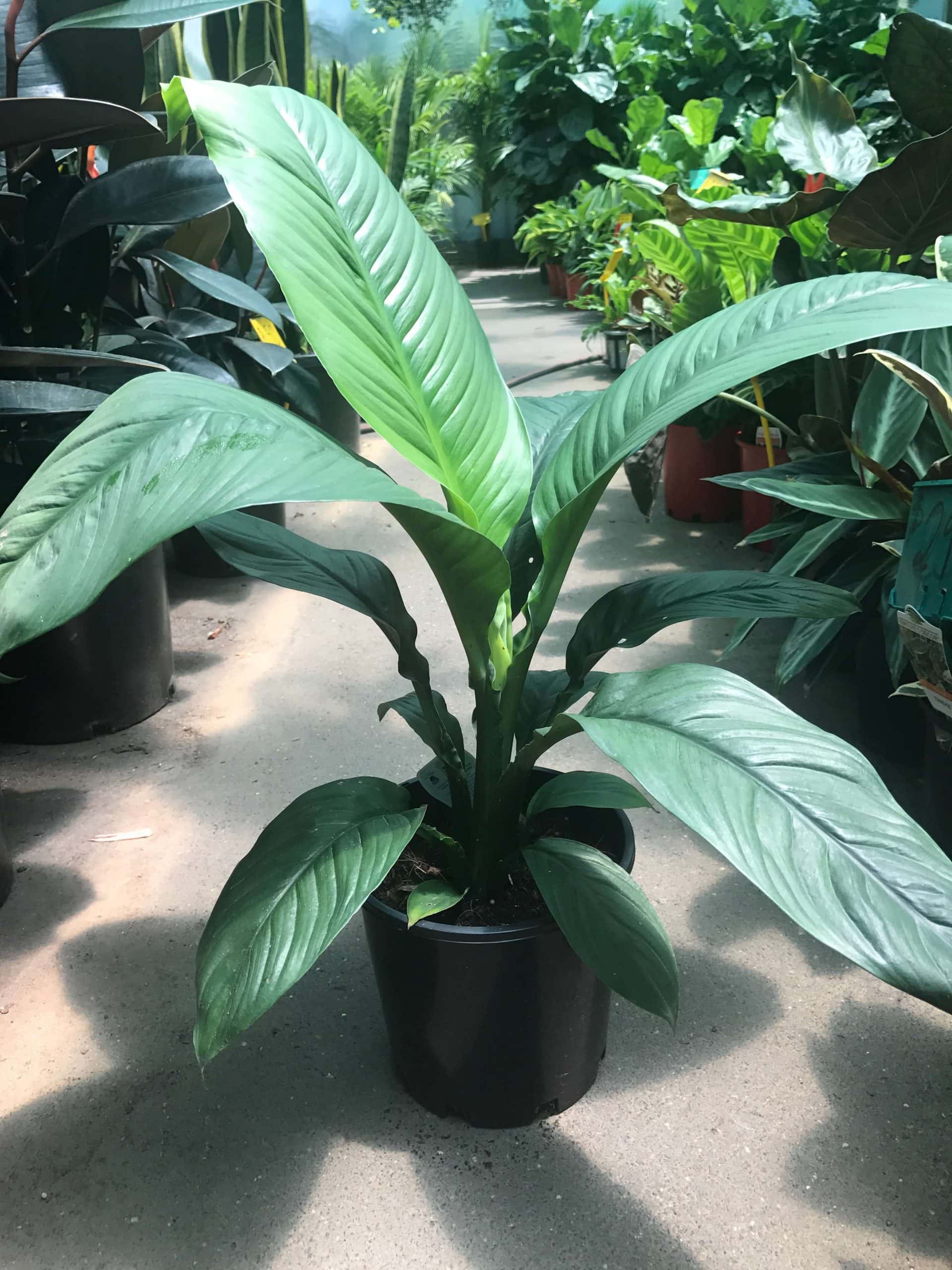 Sensation plant deals