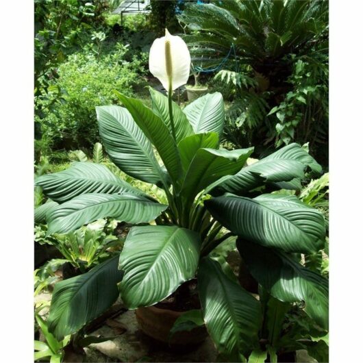 Spathiphyllum 'Sensation' Peace Lily 12" Pot