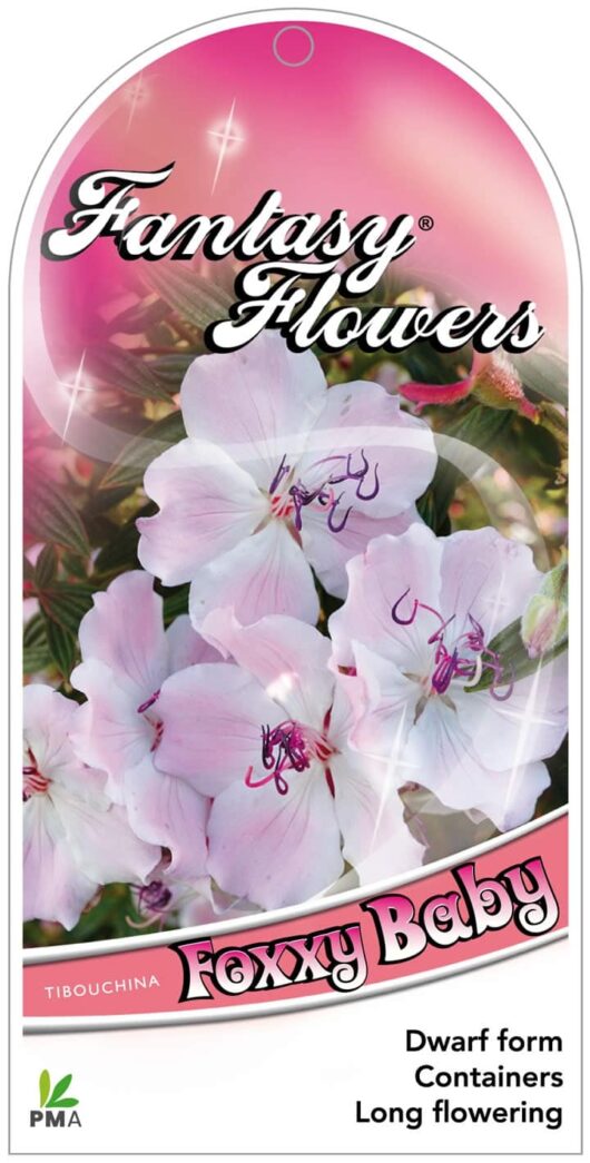 Tibouchina 'Foxxy Baby' Lasiandra 6" Pot