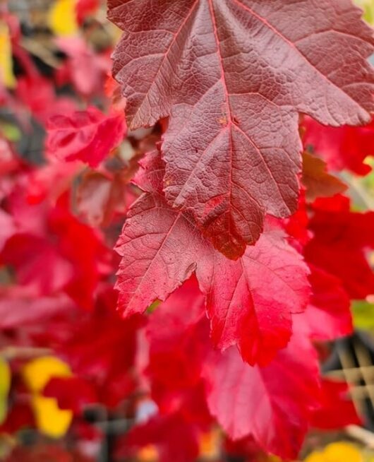 Hello Hello Plants Nursery Melbourne Victoria Australia Acer rubrum red maple FOLIAGE