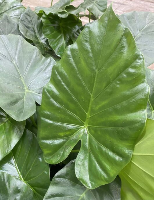 Alocasia 'Giant Elephant Ears' 10" Pot