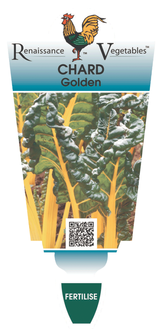 Silverbeet 'Golden Chard' 4" Pot